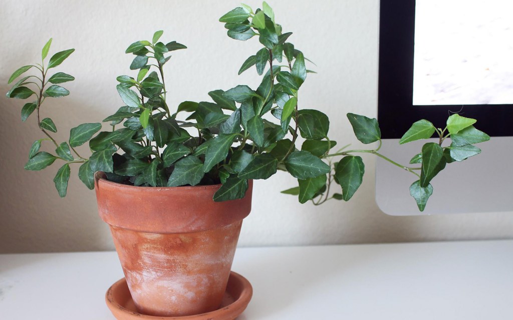 A potted plant for office desk.